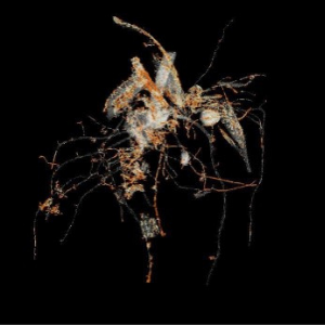 Imaging_root_300x300